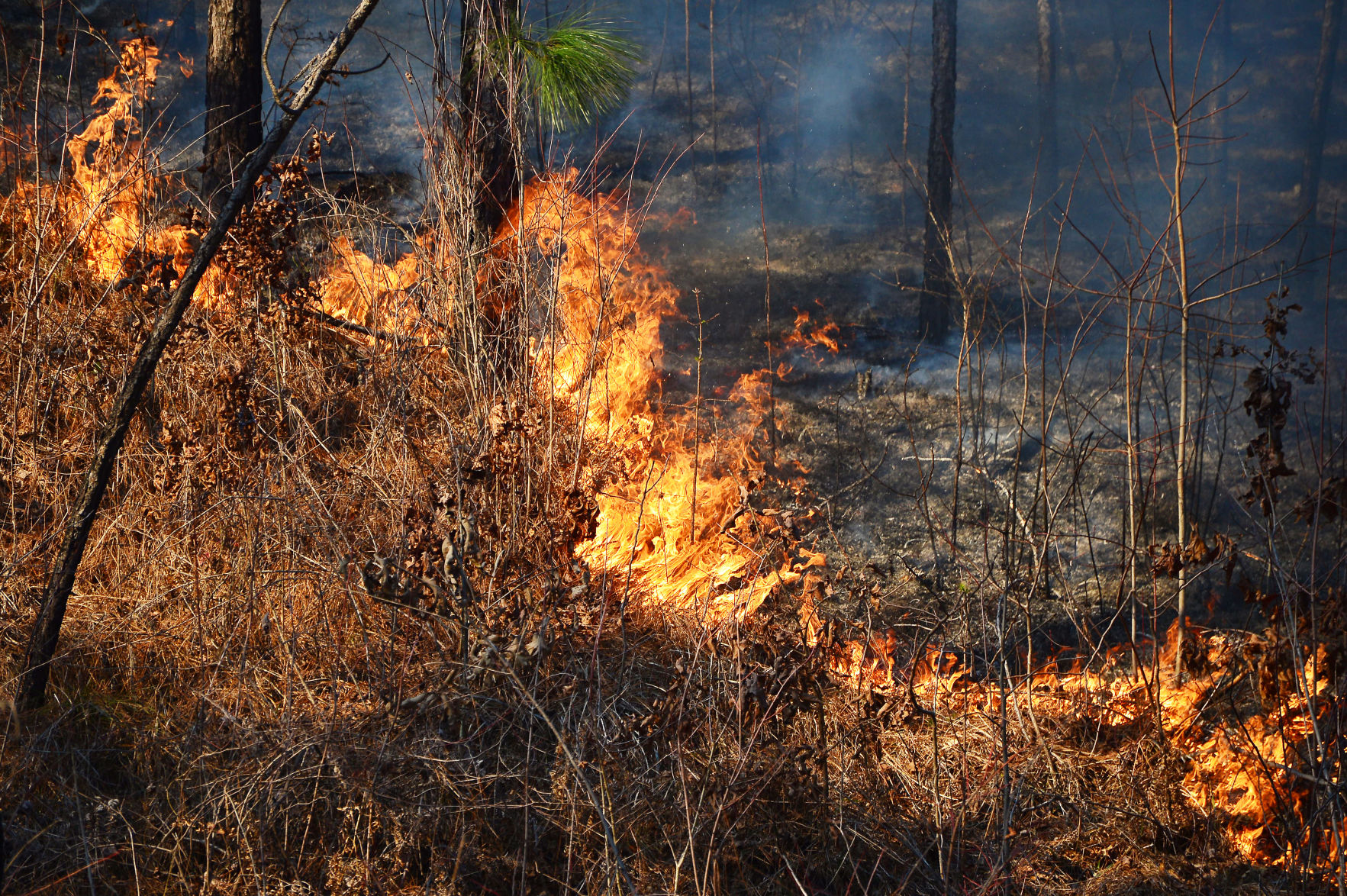 Prescribed Burn